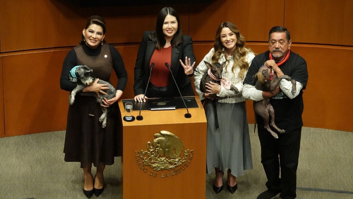 ‘Lomitos’ y ‘michis’ toman la tribuna: Senado aprueba prohibir el maltrato animal